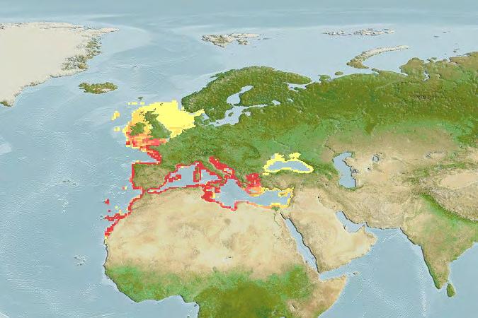 Η τσιπούρα είναι ένα σαρκοφάγο είδος ιχθύος. Τα νεαρά άτομα (ιχθύδια) τρέφονται κατά βάση με αμφίποδα, μικρού μεγέθους καρκινοειδή, κωπήποδα και πολύχαιτους.