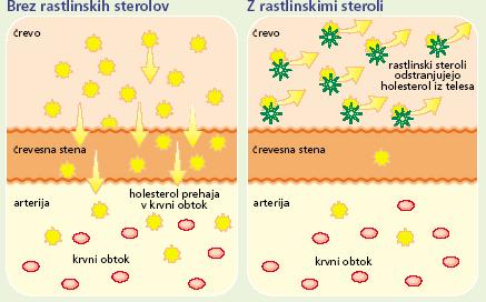 Način delovanja rastlinskih sterolov na zmanjšanje holesterola v krvi Estri rastlinskih sterolov gredo skozi hidrolizo v tankem črevesju v proste rastlinske sterole in maščobne kisline.