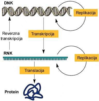 PRENOS GENETSKE INFORMACIJE REPLIKACIJA DNK