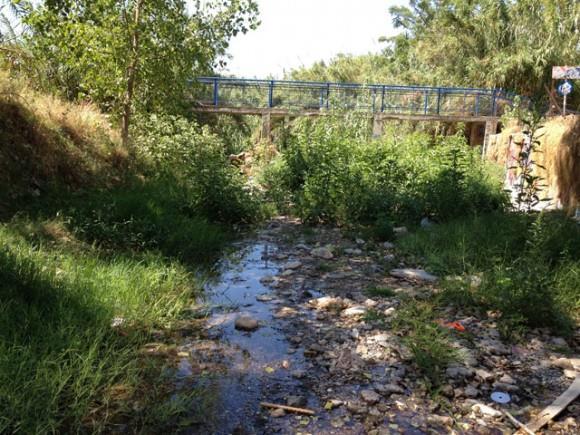 Καρυδιά (Juglans regia) Επίσης, αναφέρονται παρακάτω και τα ιθαγενή είδη δέντρων και θάμνων, μερικά από τα οποία απεικονίζονται στη παρακάτω εικόνα: Ιθαγενή είδη δέντρων και θάμνων ρέματος