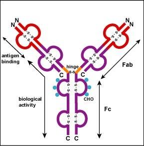 IMUNOGLOBULINELE (ANTICORPII) ANTICORPII. RASPUNSUL IMUN Ig prezintă glicoproteine din fracţia γ -globulinelor. Se disting Ig membranare (BCR) şi Ig solubile (secretate) Ac ca atare.