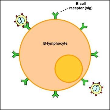 Ig D 0,2% din totalul Ig. CS 6,5S, GM 170 kda. Semi-viaţa 3 zile. Rolul receptor pentru Ag (BCR) pe LB; posibil participă la eliminarea limfocitelor B care produc autoac (Ac autoreactivi).