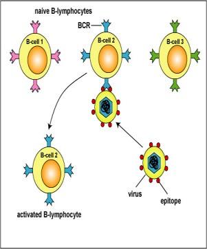 peptid/cmh II pentru a fi recunoscute de limf TCD4). Primul semnal activator reprezinta interactiunea BCR cu epitopul Ag corespunzator. Semnale secundare intervin ulterior (ex.