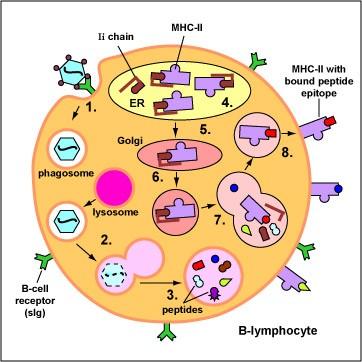 Astfel limf B naiv este activat, fiind capabil sa producă cantitati mari de molecule CMH II, molecule costimulatoare şi receptori pentru citokinele produse de limf Th. III.