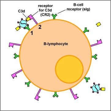 în plasmocite, care vor sintetiza si secreta Ac din clasa (izotipul) Ig M, memoria imunologica lipseste.