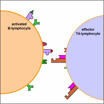 Aceste citokine induc proliferarea limf B activate, stimuleaza diferentierea lor in plasmocite secretoare de Ac Ig M cu paratopul (centrul activ) identic cu BCR de