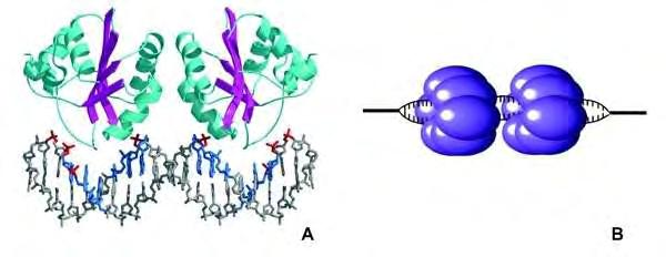 Εικόνα 7: Απεικόνιση Α) της αλληλεπίδρασης της ιικής πρωτεΐνης Ε1 με το DNA του κυττάρου και Β) των εξαμερών της ιικής πρωτεΐνης Ε1 κατά το ξετύλιγμα του DNA. 1.3.2.