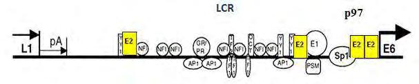 Εικόνα 10: Απεικόνιση των θέσεων πρόσδεσης της πρωτεΐνης Ε2 στο γένωμα του ιού HPV 16. 1.3.