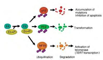 Εικόνα 12: Παρουσίαση της αποικοδόμησης της πρωτεΐνης TP53 μέσω της δράσης της ιικής