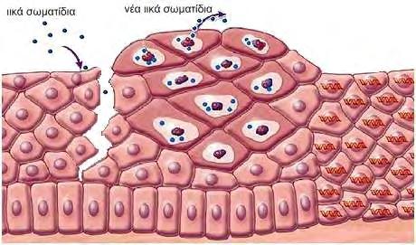 1.4. Κύκλος ζωής των Human Papilloma Viruses (HPVs) 1.4.1. Είσοδος του ιού στο κύτταρο Ο κύκλος ζωής των ιών Papilloma ακολουθεί το πρόγραμμα διαφοροποίησης των κερατινοκυττάρων του ξενιστή.