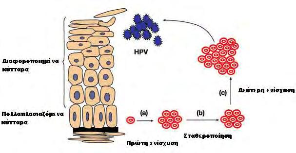 1.4.2. Αντιγραφή του ιικού γενώματος Οι ιοί Papilloma αντιγράφουν το γένωμα τους σε διάφορες περιόδους κατά τη διάρκεια του κύκλου ζωής τους και μάλιστα με διαφορετική συχνότητα.