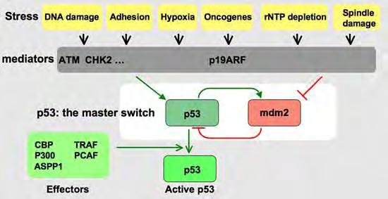 Δεύτερον, μία σειρά από ρυθμιστές (κινάσες, ακετυλάσες) ενεργοποιούν τη μεταγραφική δραστικότητα της πρωτεΐνης TP53.