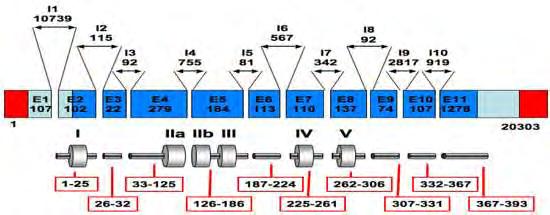 Εικόνα 30: Η οργάνωση του ανθρώπινου γονιδίου TP53. 22 000 bp: Τα έντεκα εξόνια (μπλε) κωδικοποιούν για ένα mrna 2,2 Kb. Η μετάφραση ξεκινά στο εξόνιο 2.