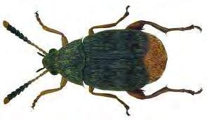 2.1.9 Οικογένεια Bruchidae i. Acanthoscelides obtectus (Say). Κοινή ονομασία: Βρούχος των φασολιών.