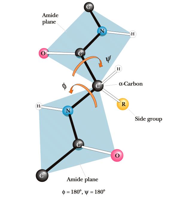 ПЕПТИДНАТА ВРСКА Е ПЛАНАРНА И РИГИДНА Делумниот карактер на двојна врска (според должината и планарноста: атомите од пептидната група и двата С α атоми лежат во една рамина) кај пептидната група е