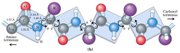 РОТАЦИЈА ОКОЛУ ЕДИНЕЧНИТЕ ВРСКИ НА С α АТОМОТ Торзиони агли се аглите помеѓу одделни рамнини околу пептидната група.
