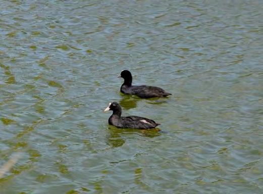 platyrhynchos)