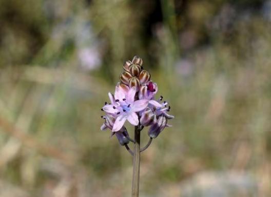 (Colchicum