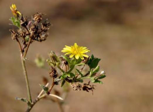 Scorzonera cana