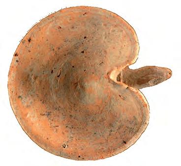 ΑΝΑΣΚΑΦΗ Ζώμινθος και καλύπτεται από τον νεοανακτορικό περίβολο (29). Μπροστά και νότια από την εστία βρέθηκε βάση κίονα με πολύ κάρβουνο δίπλα του, λείψανο του καμένου κίονα.