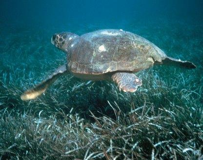 [ Lesson 2: A visit to the Sea Turtle Rescue Centre 1 Warm up. What do you know about the caretta caretta sea turtle? Where does it live? What does it eat? What does it look like?