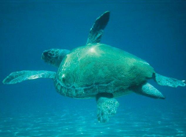 lay, come, run, travel, weigh, live, be A sea turtle a hundred years It 0-100 kilos The colour of its shell.