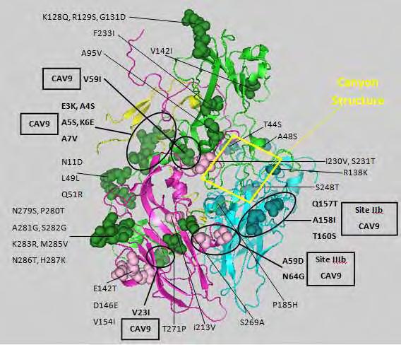VP3 ΑΡΙΘΜΟΣ A/A Echo 13 85929 ΑΡΙΘΜΟΣ A/A Echo 13 85929 ΑΡΙΘΜΟΣ A/A Echo 13 85929 59 A D 146 D E 230 I V 64 N G 154 V I 231 S T 142 E T 213 I V Πίνακας 9 : Αμινοξικές αλλαγές στη VP3 καψιδιακή
