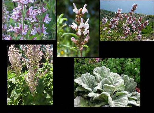 Εικόνα 3: α) Salvia officinalis, β) Salvia fruticosa, γ) Salvia pοmifera δ) Salvia Sclarea και ε) Salvia Argentea. 1.4.2.