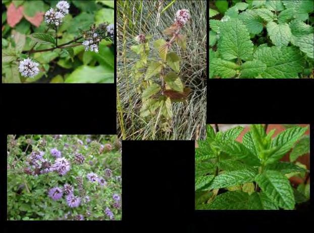 Mentha longifolia. Κοινώς αγριοδυόσμος. Αναπτύσσεται σε κοίτες ρυακιών και γενικά σε υγρούς τόπους. Ανθίζει στα μέσα προς τέλη του καλοκαιριού και δίνει άνθη με ροζ, μωβ ή λευκό χρώμα (Blamey M.