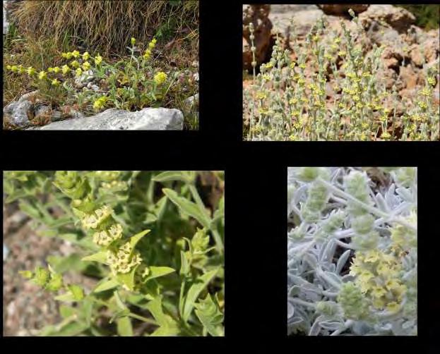 Εικόνα 5: α) Sideritis raeseri, β) Sideritis syriaca (μαλοτήρα), γ) Sideritis athoa και δ) Sideritis euboea. 1.4.4.2.