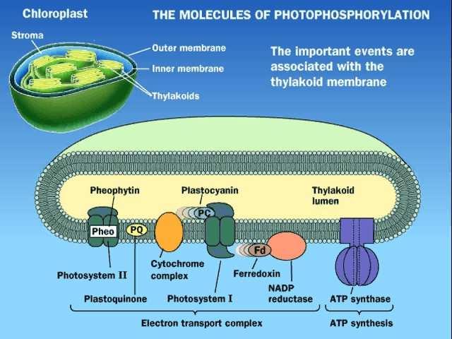 lancu prenositelja elektrona fotosustavi I i II mogu djelovati zajedno (necikličko protjecanje elektrona NEIKLIČKA FOTOFOSFORILAIJA) e Fotosustav II Fotosustav I Ili cikličko protjecanje elektrona
