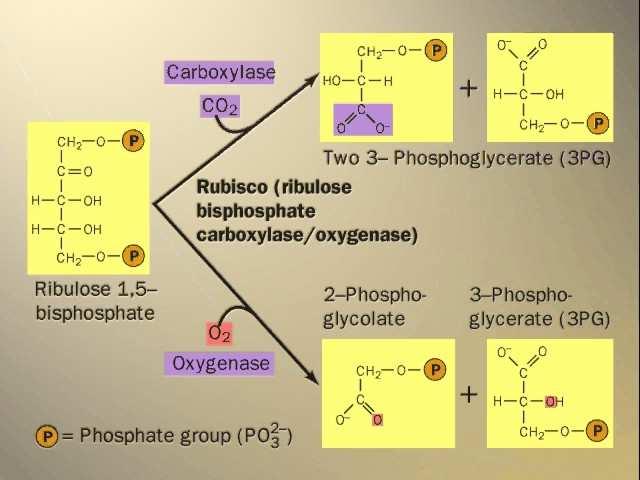 proizvodnju glukoze, odnosno saharoze, škroba i celuloze Svjetlo H 2 O O 2 Reakcije ovisne o svjetlu O 2 ADP NADPH alvinov ciklus [H 2 O] (šećer) 3 P P Ribuloza 1,5 disfosfat (RuBP) Ulaz 3 O 2 3 ADP