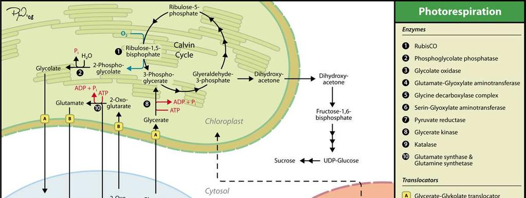 Fotorespiracija fosfoglikolat ne može biti metaboliziran u alvinovom ciklusu te se ugljik gubi iz ciklusa (aktivnost RuBisO kao oksigenaze odvodi šećere iz alvinova ciklusa koji su nužni za