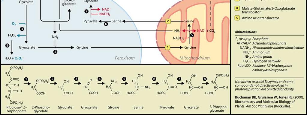 aminokiseline glicin, a dalje u mitohondriju ili kloroplastu u aminokiselinu serin) energetski neisplativ proces jer se samo 75% ugljika može vratiti u alvinov ciklus kao 3-fosfoglicerat 2 glikolat +