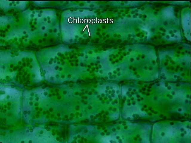 rodoplasti Leukoplast Skladištenje rezervnih tvari: fotosintetski neaktivni