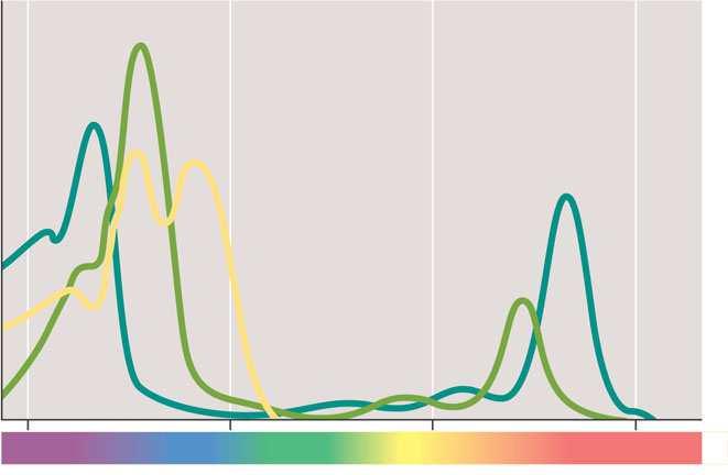 Apsorpcijski spektar količina apsorbirane svjetlosti u odnosu na valnu duljinu 3 osnovne vrste pigmenata Apsorpcija svjetlosti Klorofil a Klorofil b Karotenoidi Valna duljina (nm) Akcijski spektar
