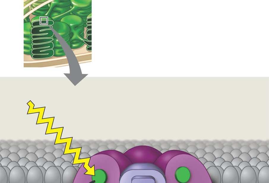 akceptor elektrona Tilakoidna membrana Foton Fotosustav Kompleksi koji