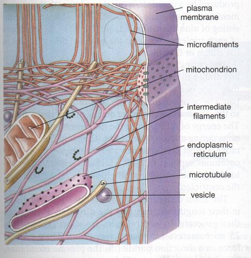 Citoskelet evkariontske celice Mikrofilamenti: 2 zviti verigi proteina aktina; funkcija: oblika celice, gibanje citoplazme, gibanje organelov Intermediarni filamenti: protein keratin funkcija: oblika