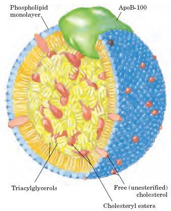 Modeli LDL in HDL z apolipoproteini