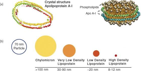 html ApoA-1 (HDL) et al.
