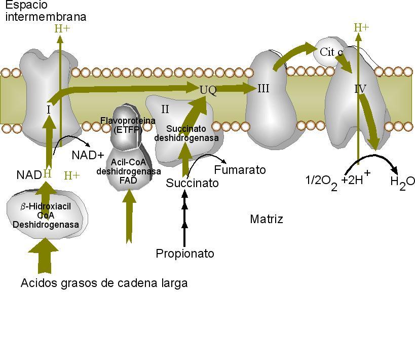 Fosforilación Este número se calcula en base a 3 ATP por NAD y 2 ATP por FAD.