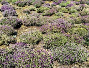 Δίκτυο NATURA 2000, Υπηρεσίες Οικοσυστημάτων Ορεινών Περιοχών της Κρήτης Η αισθητική αξία του τοπίου. Η πνευματική ηρεμία. Η αναψυχή και ο τουρισμός. Η εκπαιδευτική αξία. Η καλλιτεχνική έμπνευση, π.χ. η ζωγραφική.