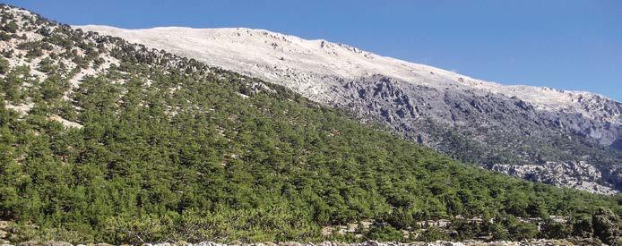 ρωση κ.ά. Τα πιο σημαντικά δέντρα που συναντάμε στα δάση της Κρήτης είναι τα παρακάτω: Πρίνοι (Quercus coccifera), με το μεγαλύτερο δάσος να βρίσκεται βόρεια του Ρούβα στην ορεινή ζώνη του Ψηλορείτη.