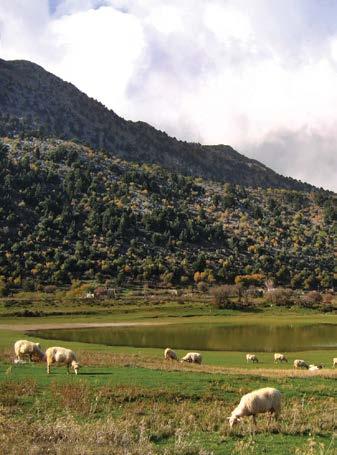 Δίκτυο NATURA 2000, Υπηρεσίες Οικοσυστημάτων Ορεινών Περιοχών της Κρήτης Στην Κρήτη η κτηνοτροφία παραμένει μια παραδοσιακή ασχολία.