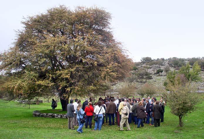 Περιοχή Ζωμίνθου, μνημειακό δέντρο