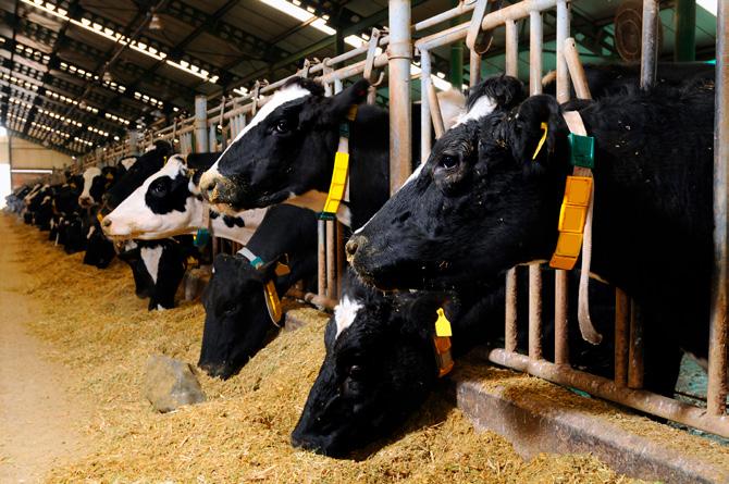 18 Söödaväärinduse määrav roll piimatootmises Pilleriin Puskar, Alltech Eesti OÜ Piimakarjakasvatajate väljakutseks enamikes veisekasvatusriikides on piimast saadav madal hind ja piimatootmiseks