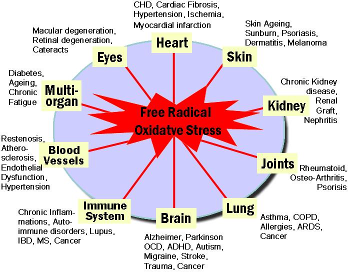 II. ΟΞΕΙΔΩΤΙΚΟ ΣΤΡΕΣ Το οξειδωτικό στρες είναι μία διαταραχή στην ισορροπία της αναλογίας προοξειδωτικών- αντιοξειδωτικών, υπέρ των πρώτων (Sies et al., 1991).