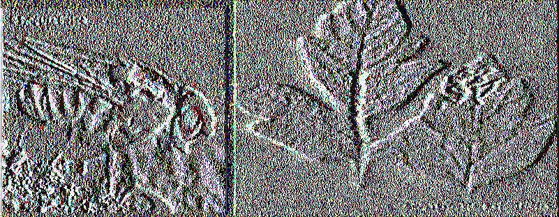 Pea Leafminer The American Serpentine Leaf-miner The Tomato Leaf-miner The Vegetable Leaf-miner The Chrysanthemum Leaf-miner Εικόνα 14: Ακμαίο Λιριόμυζας Εικόνα 15:Χαρακτηριστική στοά σε φύλλο Τα
