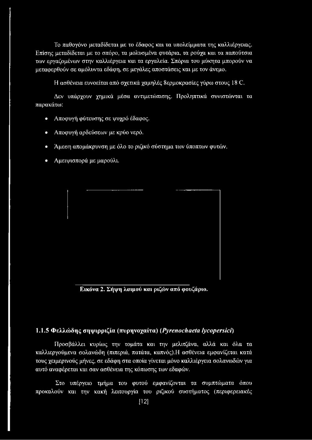 Σπόρια του μύκητα μπορούν να μεταφερθούν σε αμόλυντα εδάφη, σε μεγάλες αποστάσεις και με τον άνεμο. Η ασθένεια ευνοείται από σχετικά χαμηλές 8ερμοκρασίες γύρω στους 18 C.