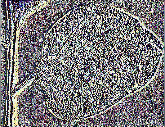 Dacnusa sibirica+diglyphus isaea (DIMINEX ή MINEX) ή μόνο με Diglyphus isaea (MIGLYPHUS).